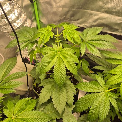 Moby Dick 1 growlog timeline photo
