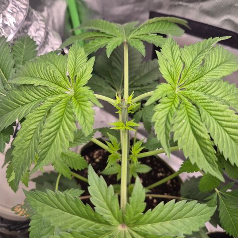 Moby Dick 1 growlog timeline photo