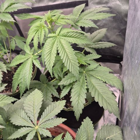 Black Domina 💃 growlog timeline photo