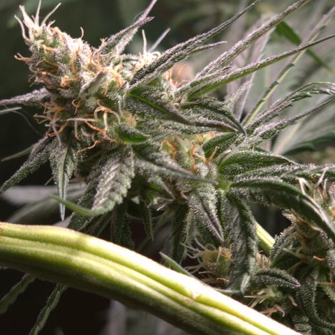 🌅Sherbi photo, blue sunset sherbert, Barneys farm  growlog timeline photo