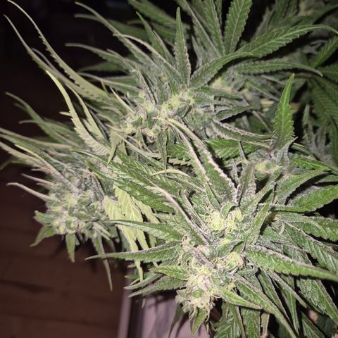 DieAnnas  #2 amnesia lemon/ungedämmter Dachboden growlog timeline photo