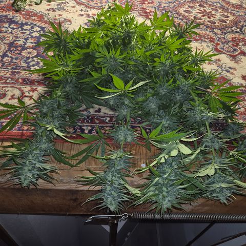 DieAnnas  #2 amnesia lemon/ungedämmter Dachboden growlog timeline photo