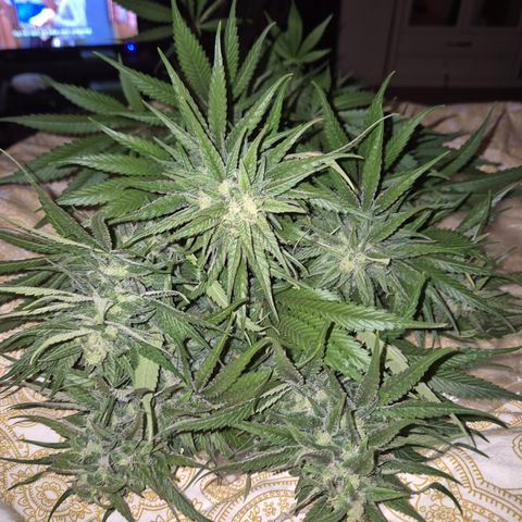 DieAnnas  #2 amnesia lemon/ungedämmter Dachboden growlog timeline photo