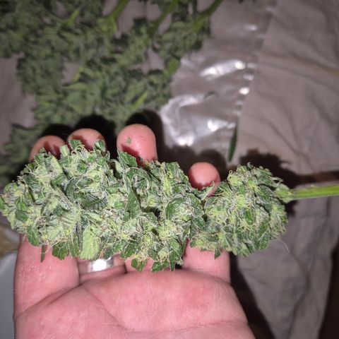 DieAnnas  #2 amnesia lemon/ungedämmter Dachboden growlog timeline photo