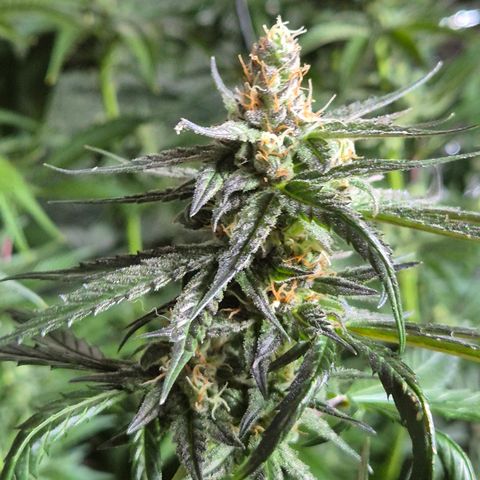 🌅Sherbi photo, blue sunset sherbert, Barneys farm  growlog timeline photo