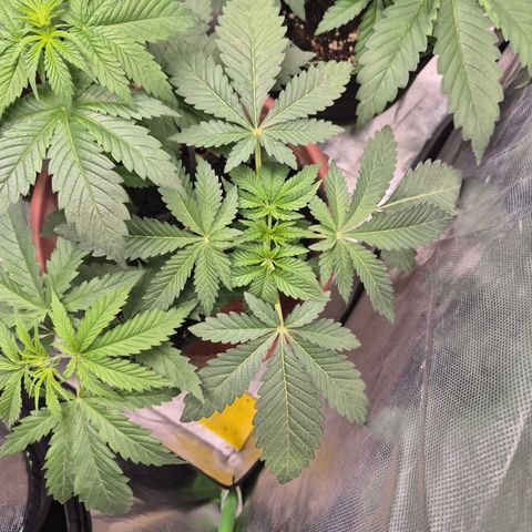 Apple crumble Ben growlog photo: Muss morgen umgetopft werden