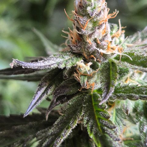 🌅Sherbi photo, blue sunset sherbert, Barneys farm  growlog timeline photo