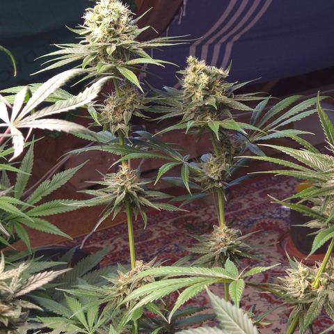 🍍Anna  #1 amnesia lemon  growlog timeline photo