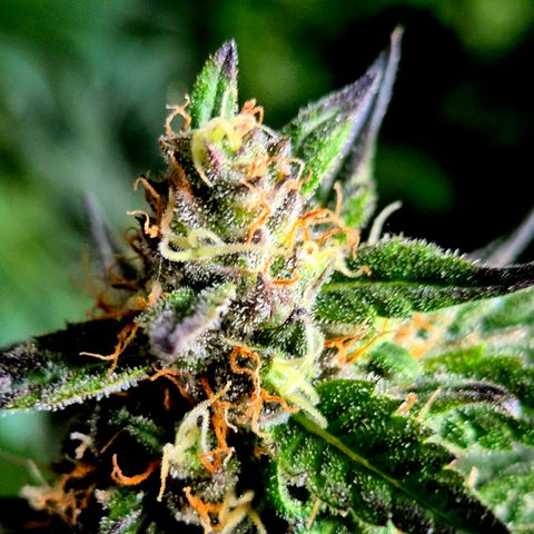 🌅Sherbi photo, blue sunset sherbert, Barneys farm  growlog timeline photo