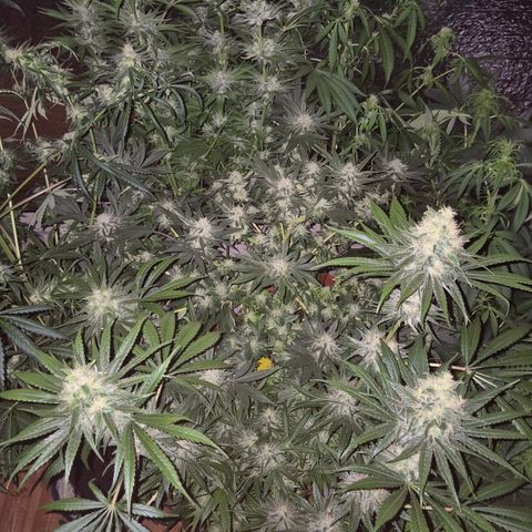 Mimosa evo Photo ♥️ Barney's Farm  growlog timeline photo