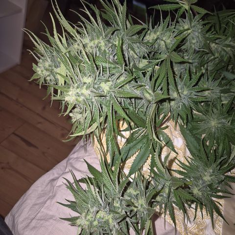 DieAnnas  #2 amnesia lemon/ungedämmter Dachboden growlog timeline photo
