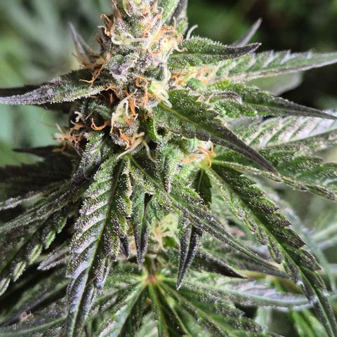 🌅Sherbi photo, blue sunset sherbert, Barneys farm  growlog timeline photo