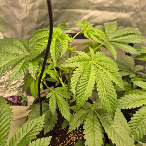 Moby Dick 1 growlog timeline photo