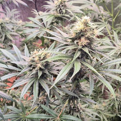 🍍Anna  #1 amnesia lemon  growlog timeline photo