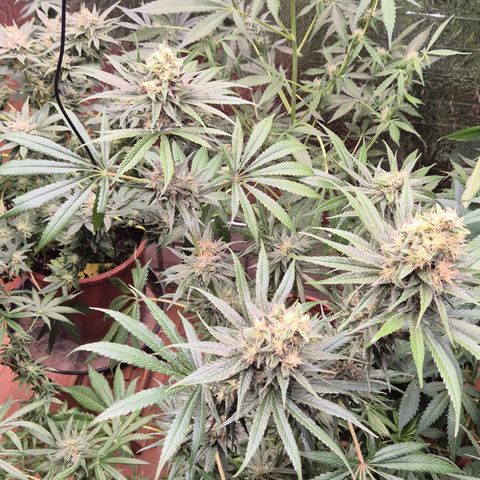 🍍Anna  #1 amnesia lemon  growlog timeline photo