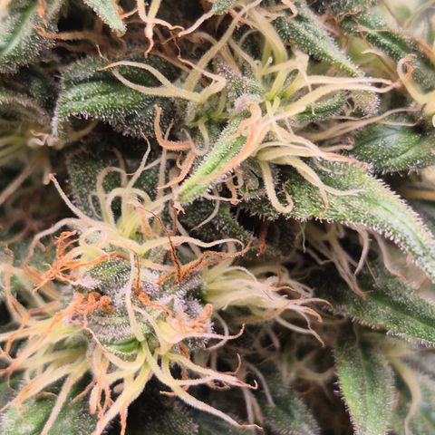 🍍Anna  #1 amnesia lemon  growlog timeline photo