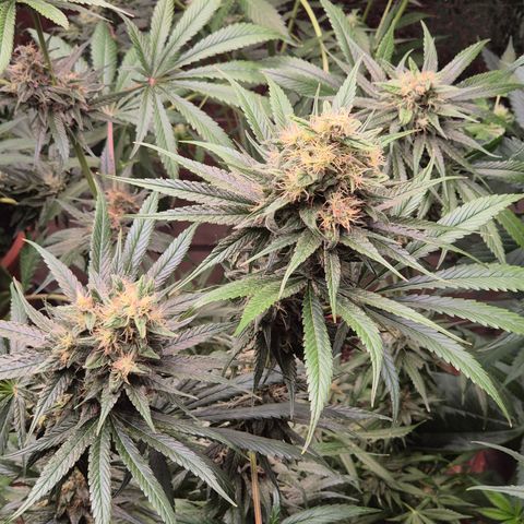 🍍Anna  #1 amnesia lemon  growlog timeline photo
