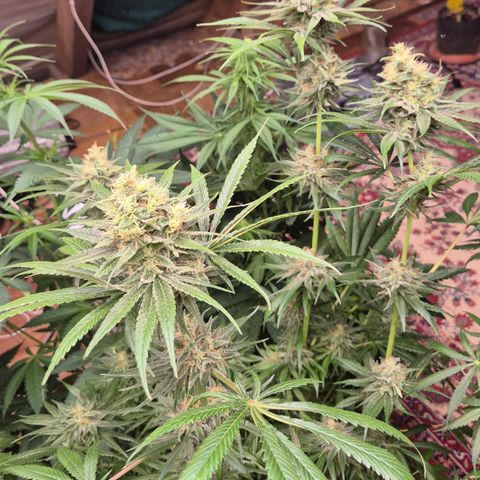 🍍Anna  #1 amnesia lemon  growlog timeline photo