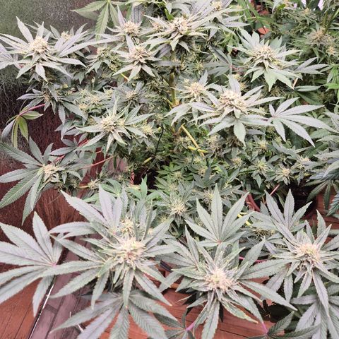 Mimosa evo Photo ♥️ Barney's Farm  growlog timeline photo