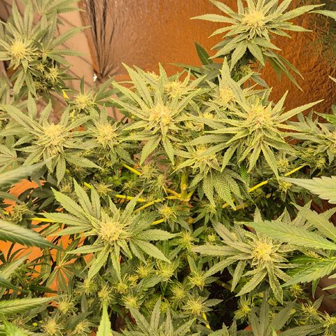 Mimosa evo Photo ♥️ Barney's Farm  growlog timeline photo