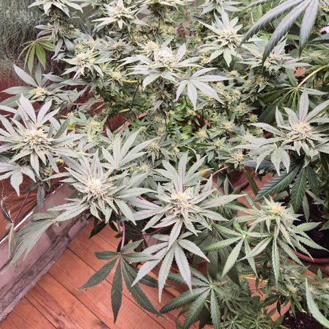 Mimosa evo Photo ♥️ Barney's Farm  growlog timeline photo
