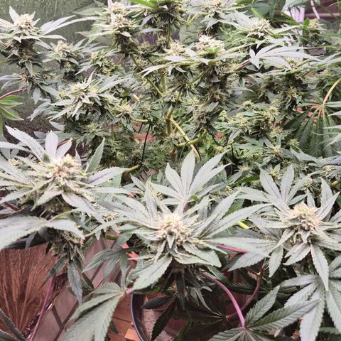 Mimosa evo Photo ♥️ Barney's Farm  growlog timeline photo