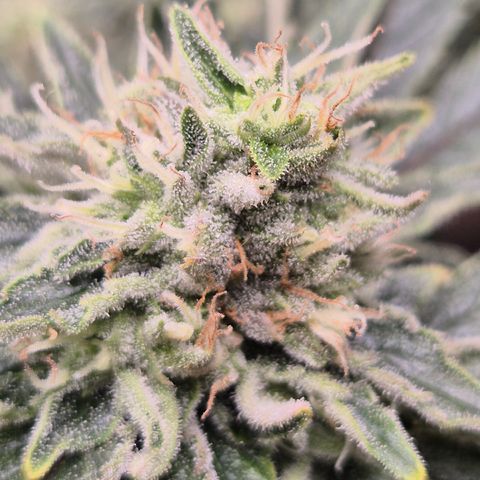 Mimosa evo Photo ♥️ Barney's Farm  growlog timeline photo