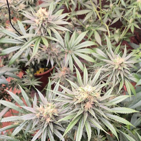 🍍Anna  #1 amnesia lemon  growlog timeline photo