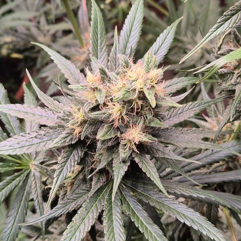 🍍Anna  #1 amnesia lemon  growlog timeline photo