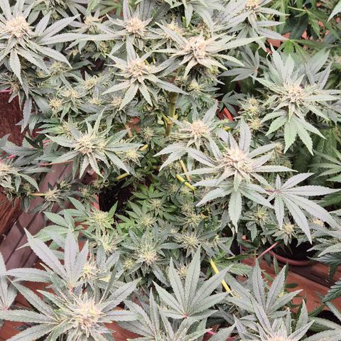 Mimosa evo Photo ♥️ Barney's Farm  growlog timeline photo