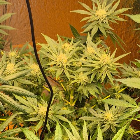 Mimosa evo Photo ♥️ Barney's Farm  growlog timeline photo