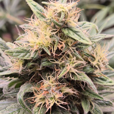 🍍Anna  #1 amnesia lemon  growlog timeline photo