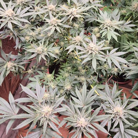 Mimosa evo Photo ♥️ Barney's Farm  growlog timeline photo