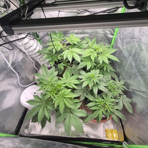 Moby 🍆  growlog timeline photo
