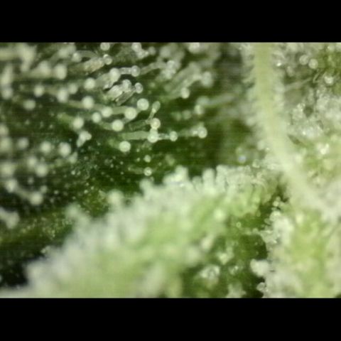 Mimosa evo Photo ♥️ Barney's Farm  growlog photo: Neues mikroskop 
