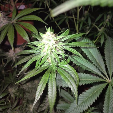 🍍Anna  #1 amnesia lemon  growlog timeline photo