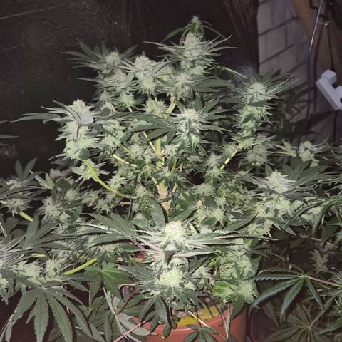 Mimosa evo Photo ♥️ Barney's Farm  growlog timeline photo