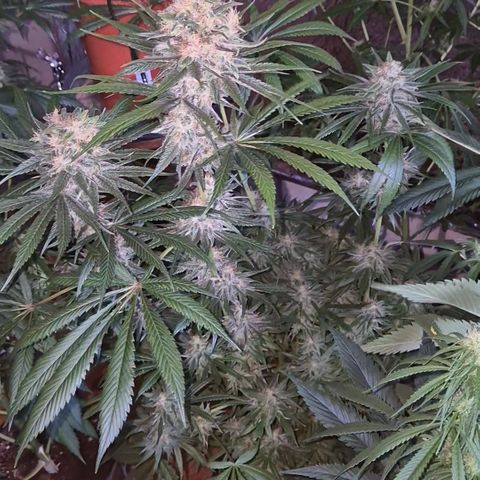 🍍Anna  #1 amnesia lemon  growlog timeline photo