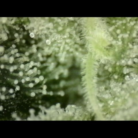 Mimosa evo Photo ♥️ Barney's Farm  growlog photo: Neues mikroskop 
