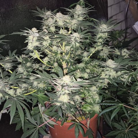 Mimosa evo Photo ♥️ Barney's Farm  growlog timeline photo