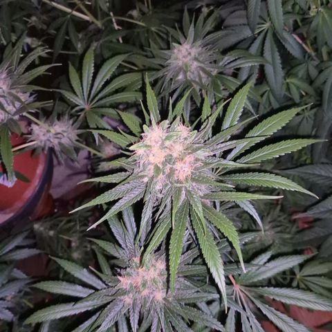 🍍Anna  #1 amnesia lemon  growlog timeline photo
