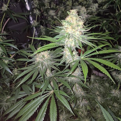 🍍Anna  #1 amnesia lemon  growlog timeline photo