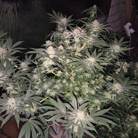 Mimosa evo Photo ♥️ Barney's Farm  growlog timeline photo