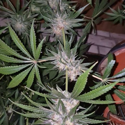 🍍Anna  #1 amnesia lemon  growlog timeline photo