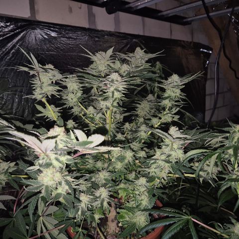 Mimosa evo Photo ♥️ Barney's Farm  growlog timeline photo