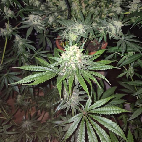 🍍Anna  #1 amnesia lemon  growlog timeline photo