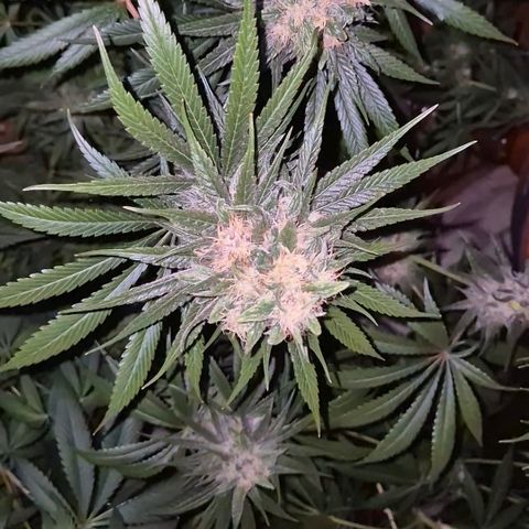 🍍Anna  #1 amnesia lemon  growlog timeline photo