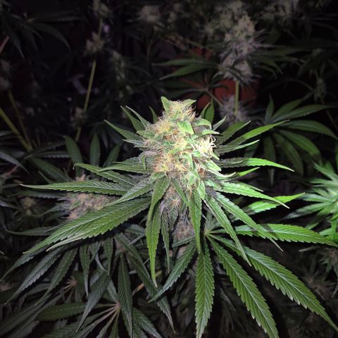 🍍Anna  #1 amnesia lemon  growlog timeline photo