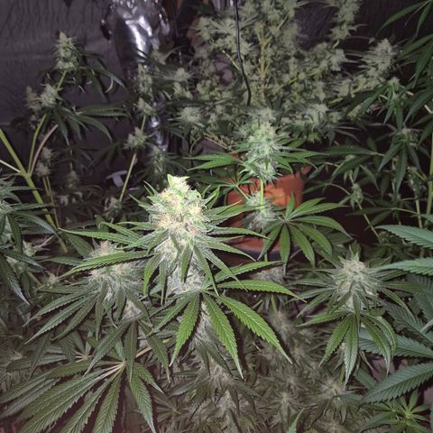 🍍Anna  #1 amnesia lemon  growlog timeline photo