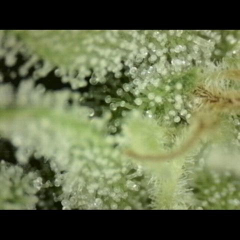 Mimosa evo Photo ♥️ Barney's Farm  growlog photo: Neues mikroskop 
